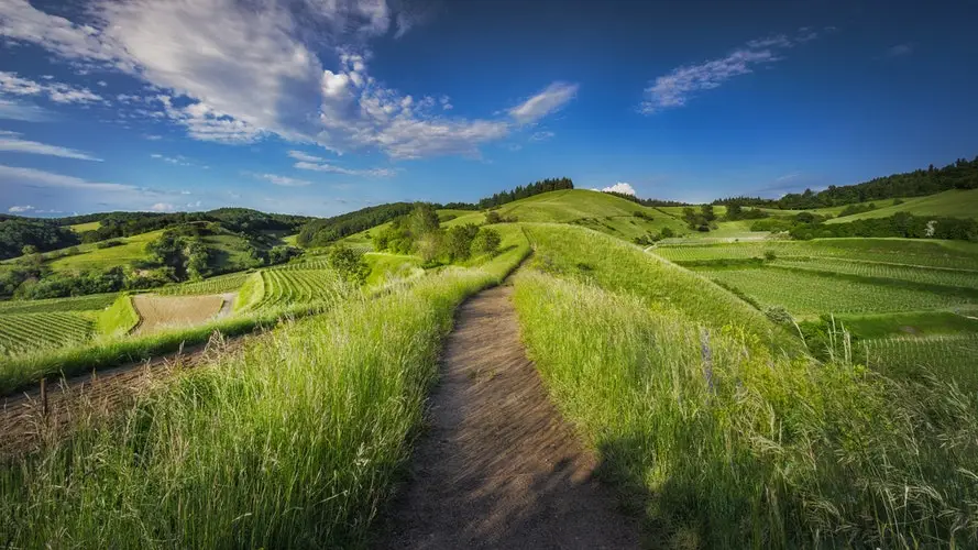 trail running through green rolling hills