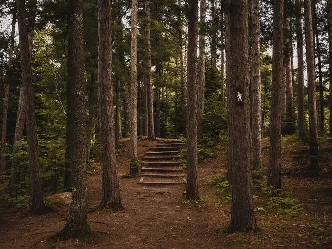 trail of wooden steps in a forest