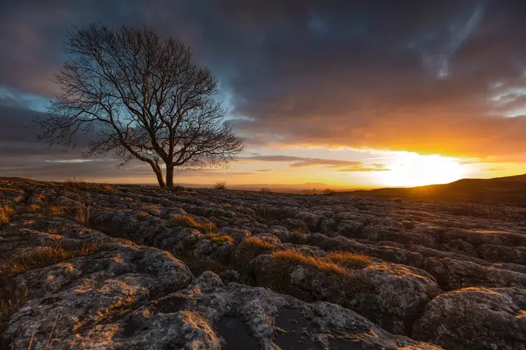 dessert at sunrise with single tree