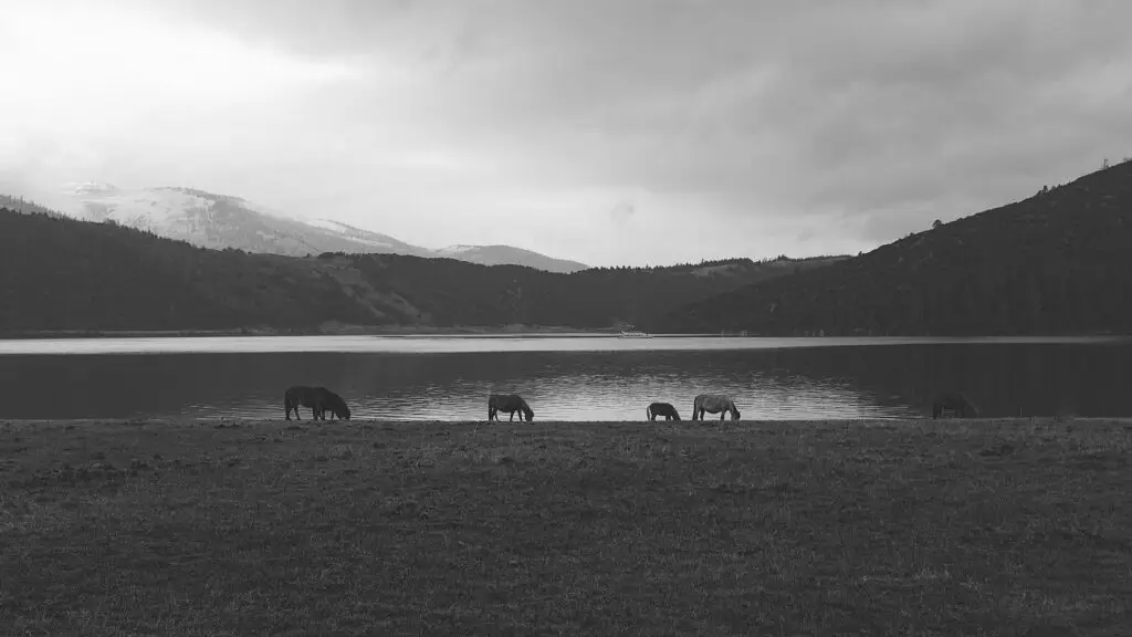 five horses grazing in front of stream and mountain