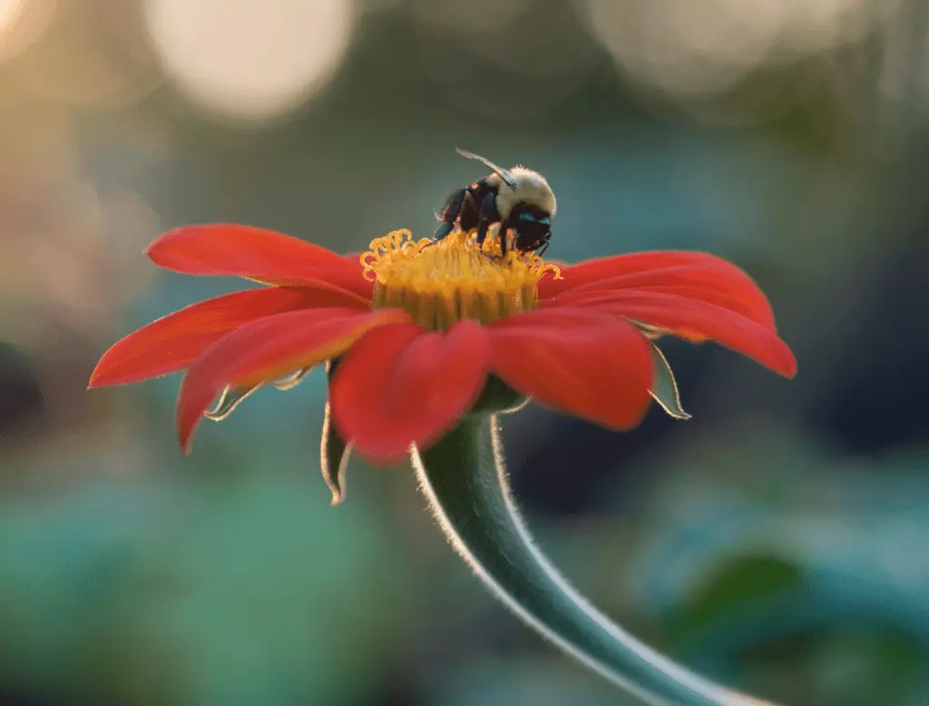 red flower with bee