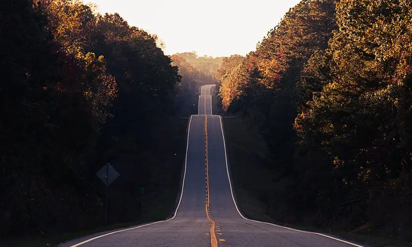 hilly road between rows of trees