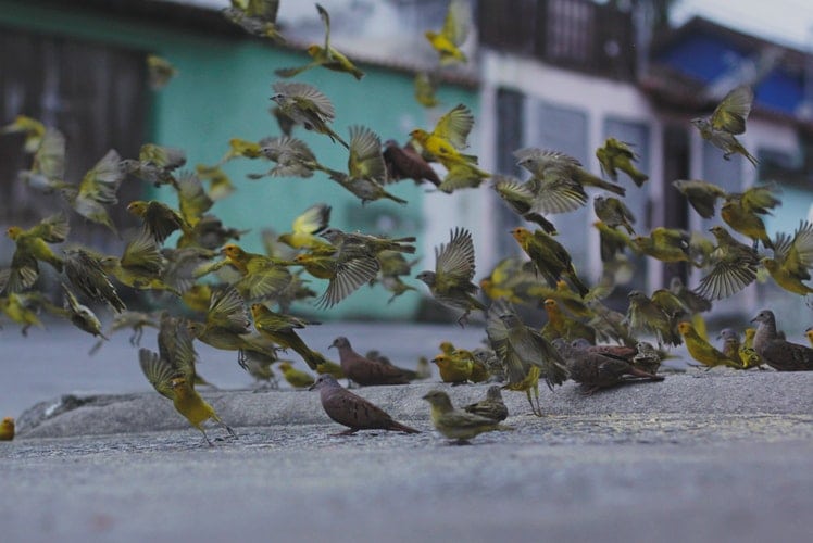 parrots taking flight from road