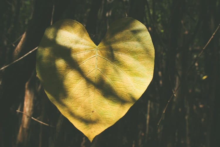 gold heart-shaped leaf