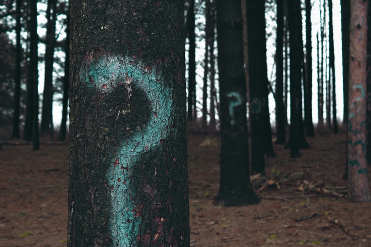 green question marks painted on trees in forest