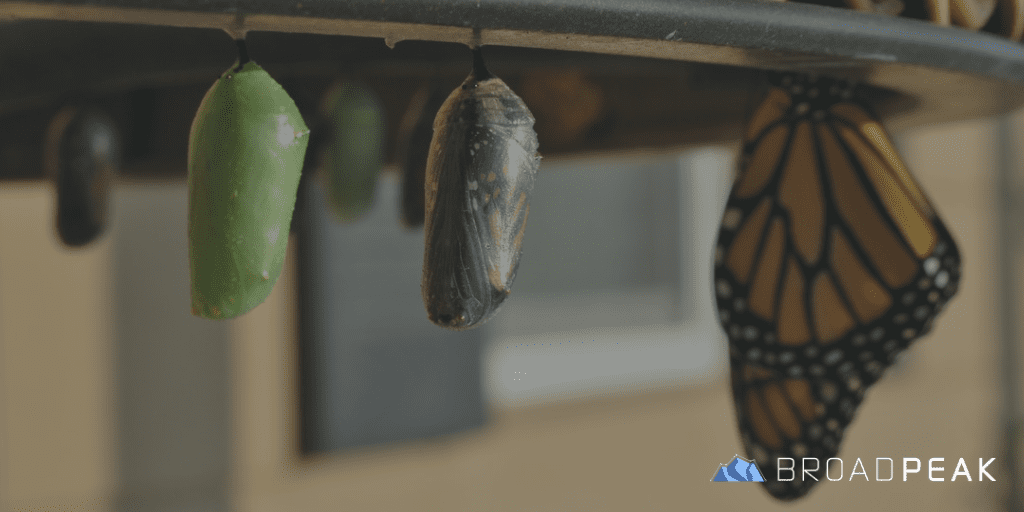 cocoons in various states of transformation