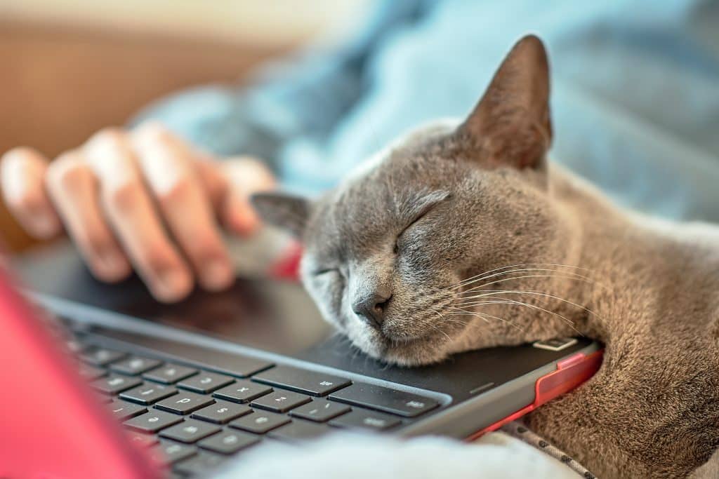 cat sleeping on laptop