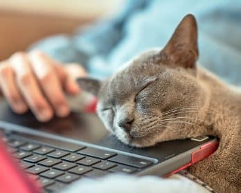 cat sleeping on laptop